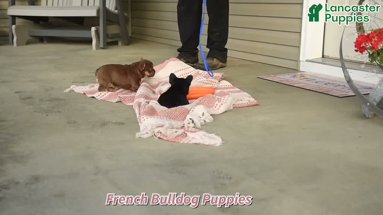 French Bulldog dogs for sale: Beatrice - Video 1