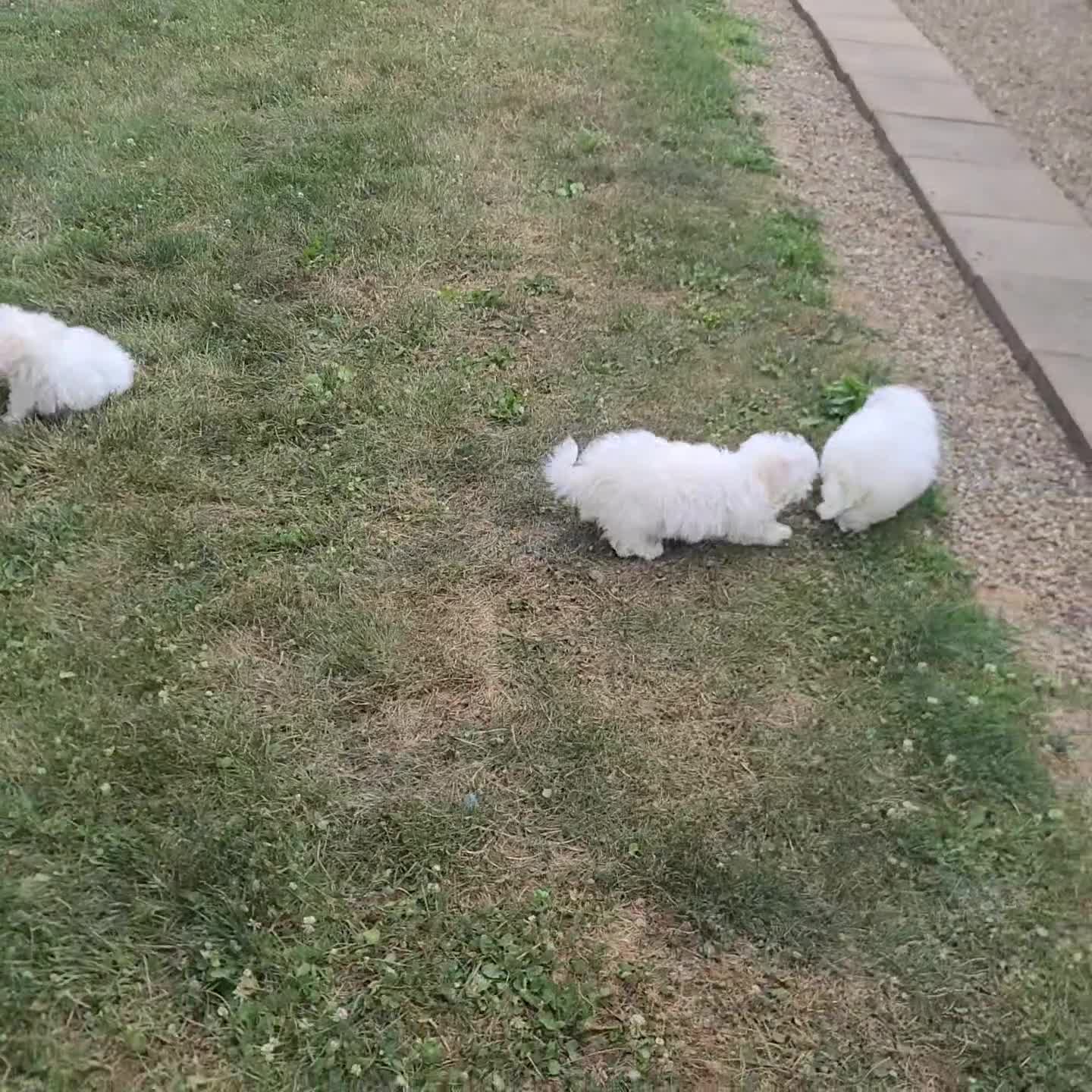 Maltese dogs for sale: Austin - Video 1