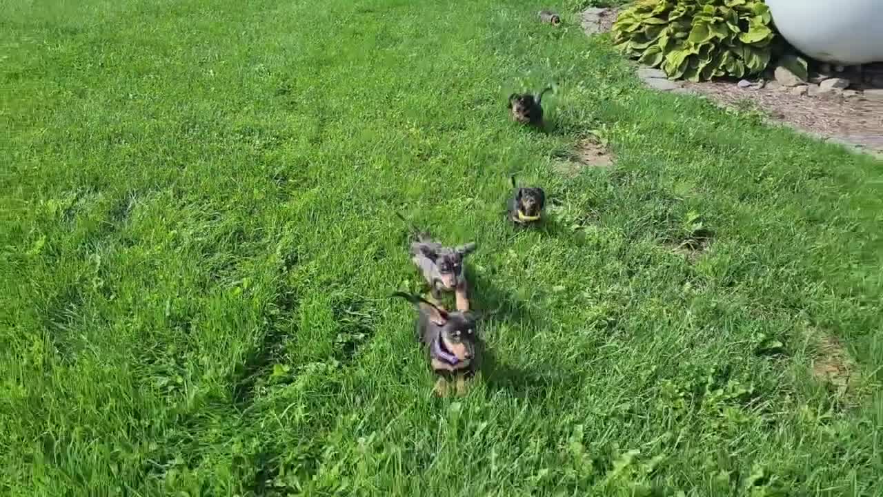 Miniature Dachshund dogs for sale: Zurie - Video 1