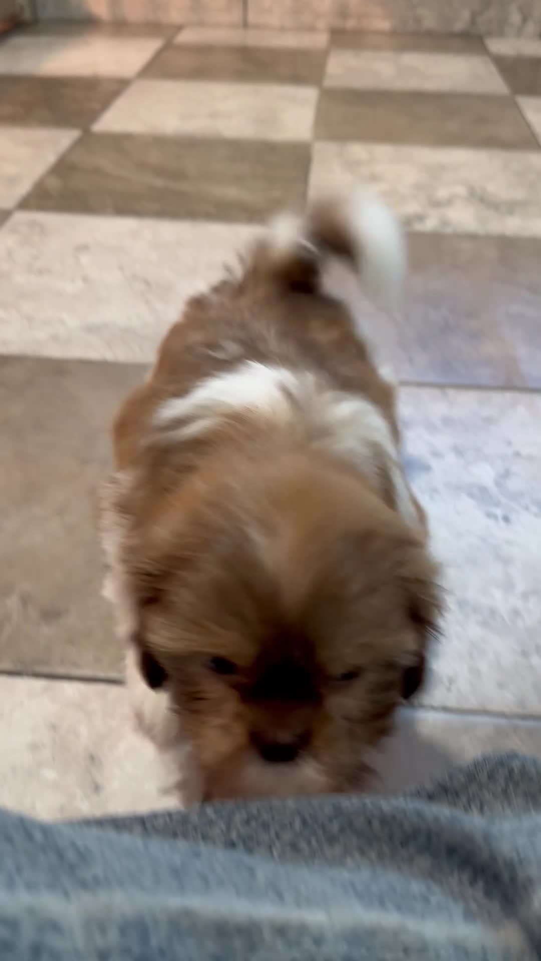 Shih Tzu dogs for sale: Jake - Video 1