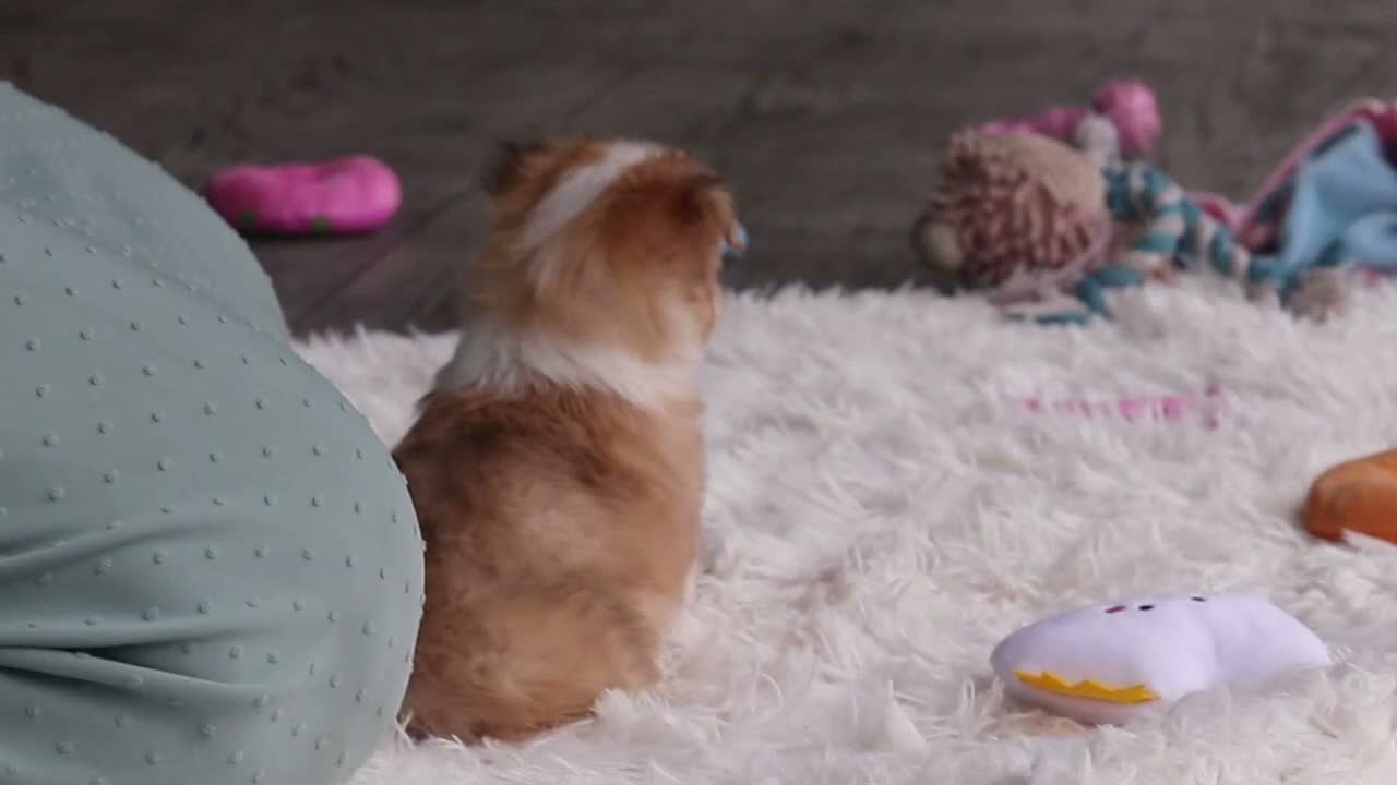 Mixed Breed dogs for sale: Milo - Video 1