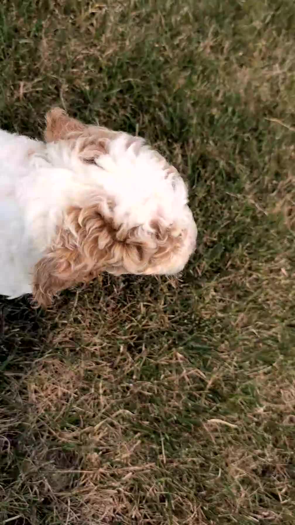 Miniature Poodle dogs for sale: Saint - Video 1