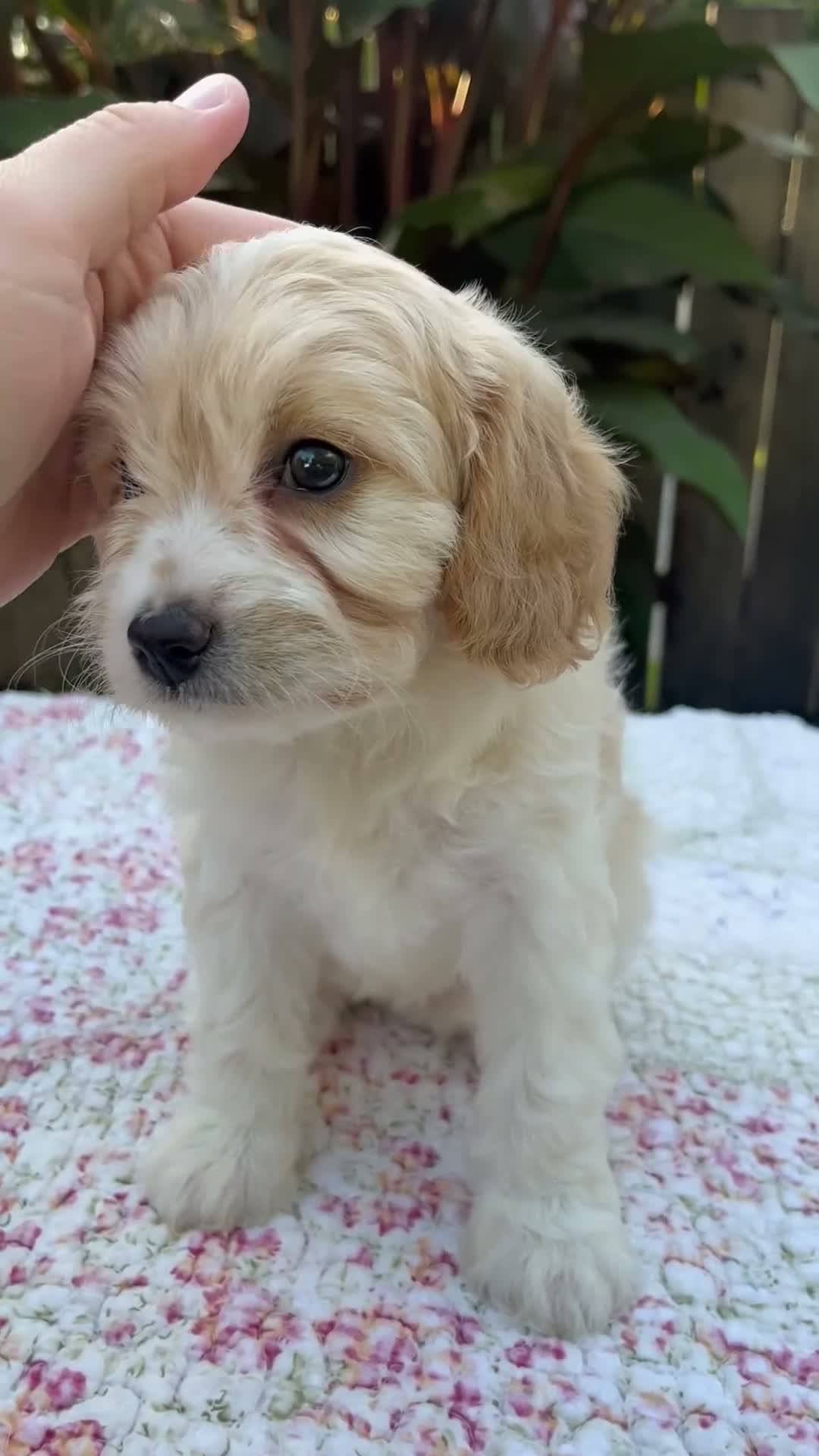 Cavapoo dogs for sale: Frankie - Video 1