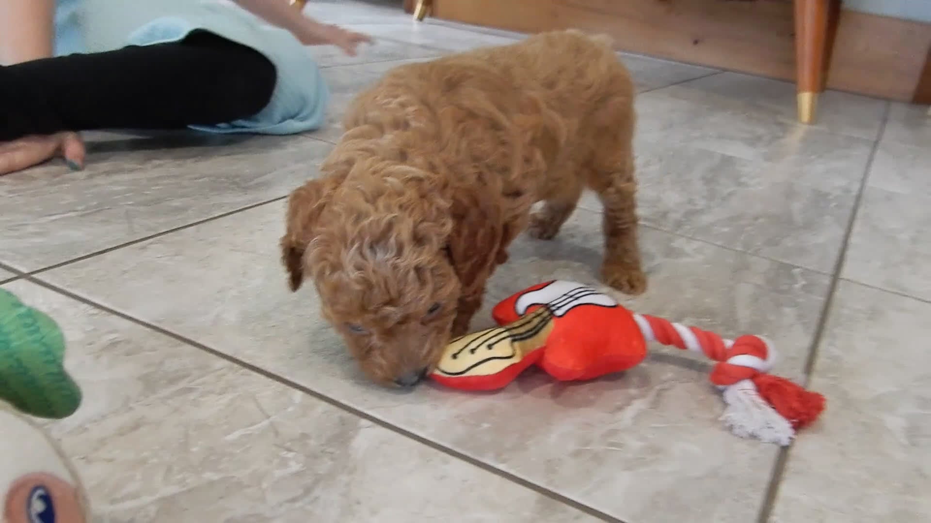 Cavapoo dogs for sale: Penny - Video 1