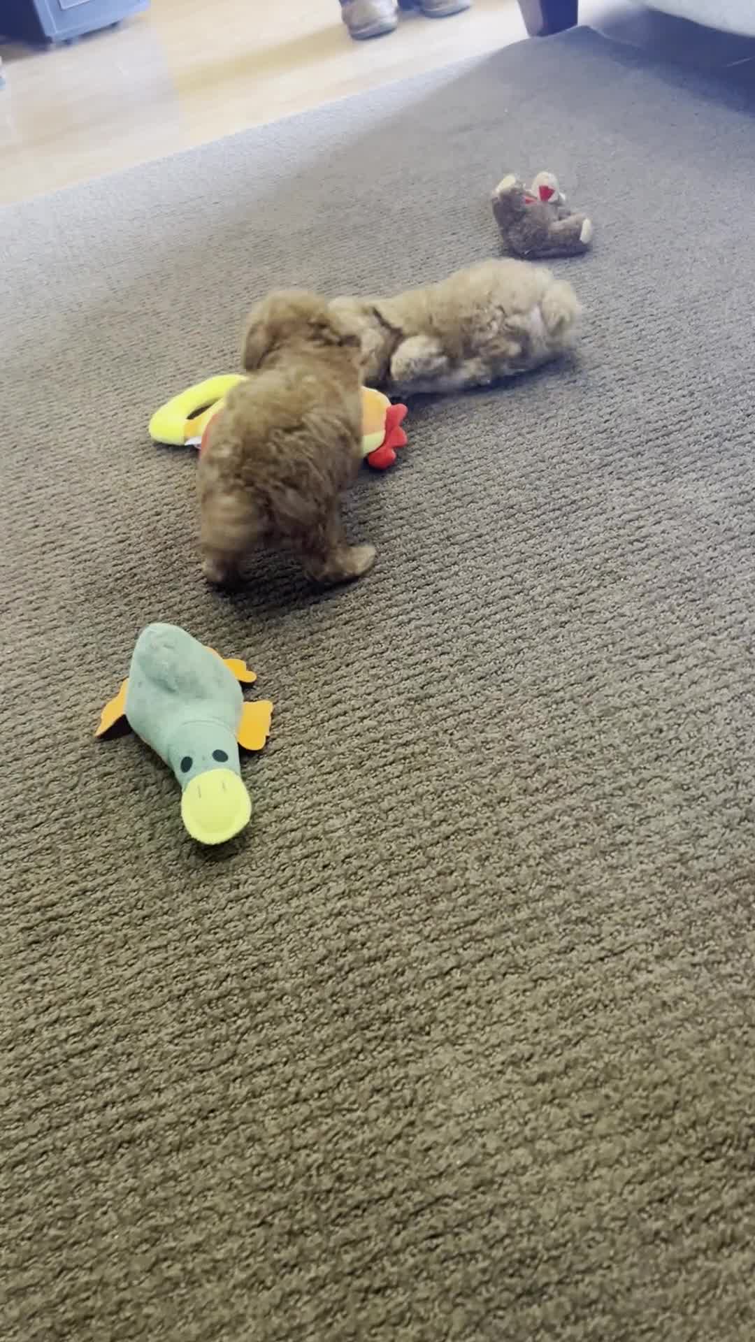 Toy Poodle dogs for sale: Kyle - Video 1