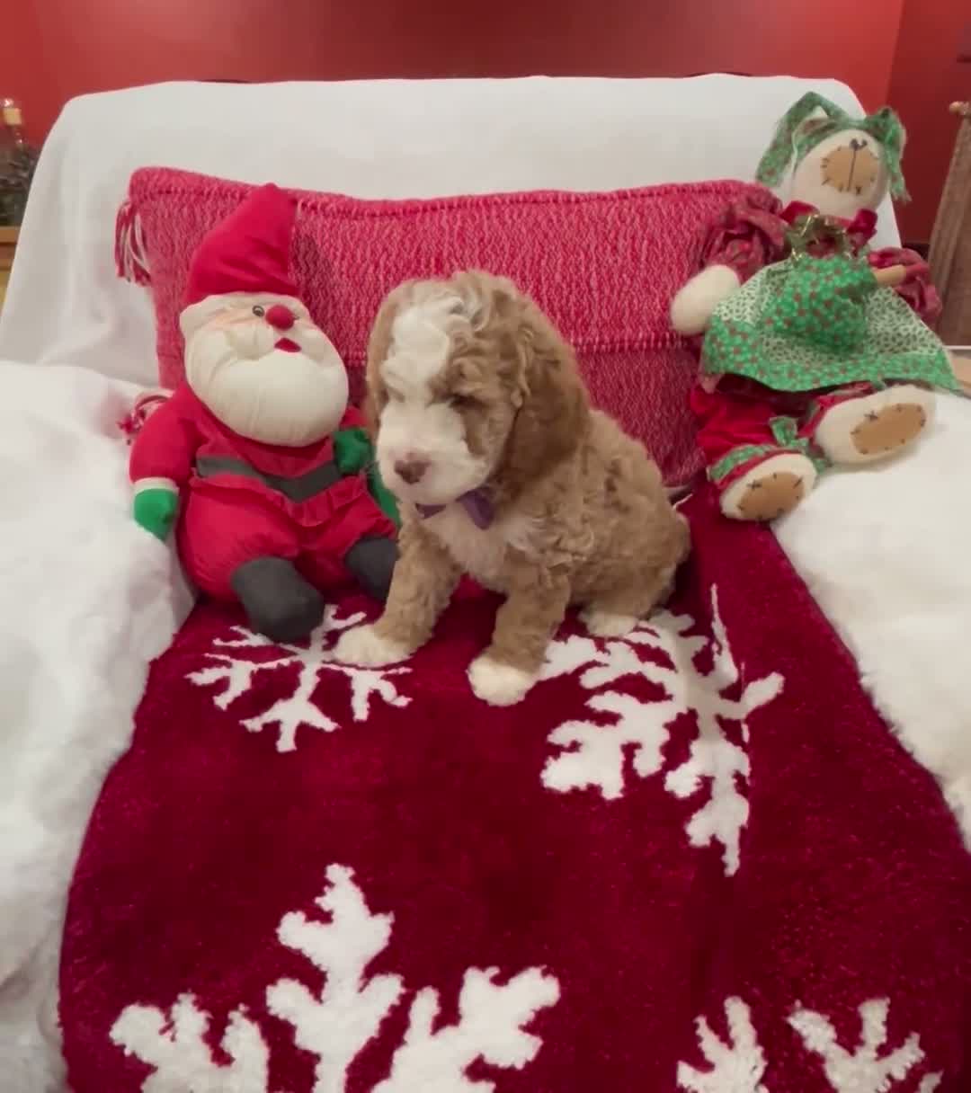 Mini Goldendoodle dogs for sale: Petite Tuxedo Mini Goldendoodle Charlie - Video 1