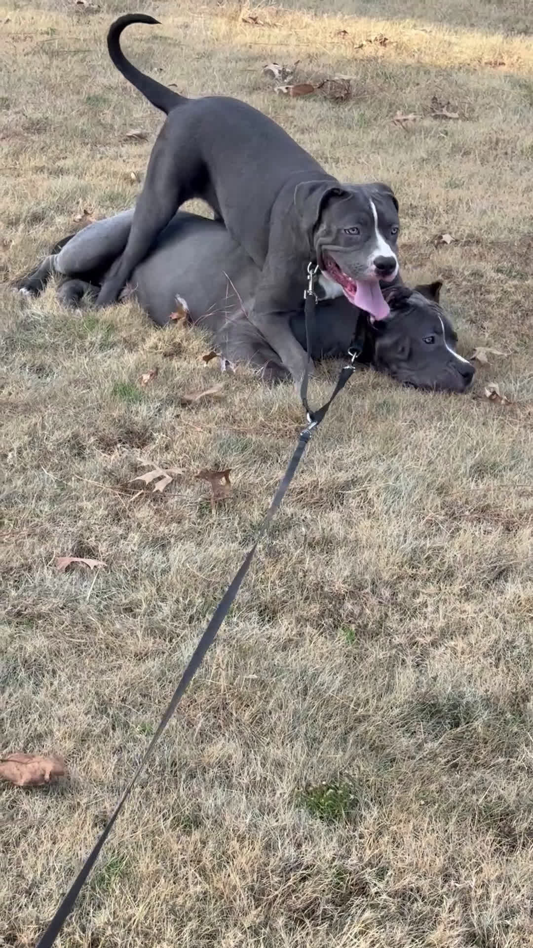 American Bully dogs for sale: American Bully 4 puppies - Video 5