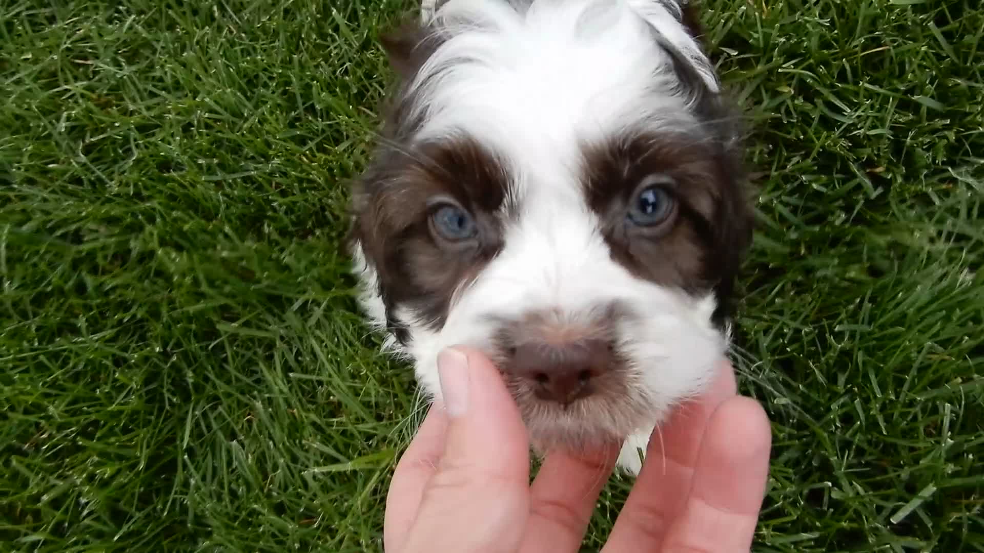 Cockapoo dogs for sale: Cockapoo Puppy 1 - Video 2