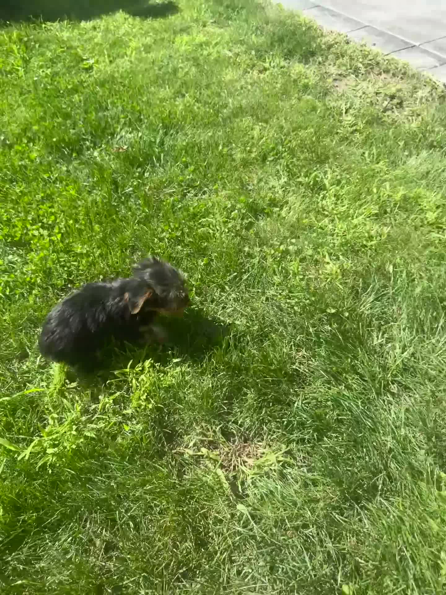 Yorkshire Terrier dogs for sale: Tiana - Video 2
