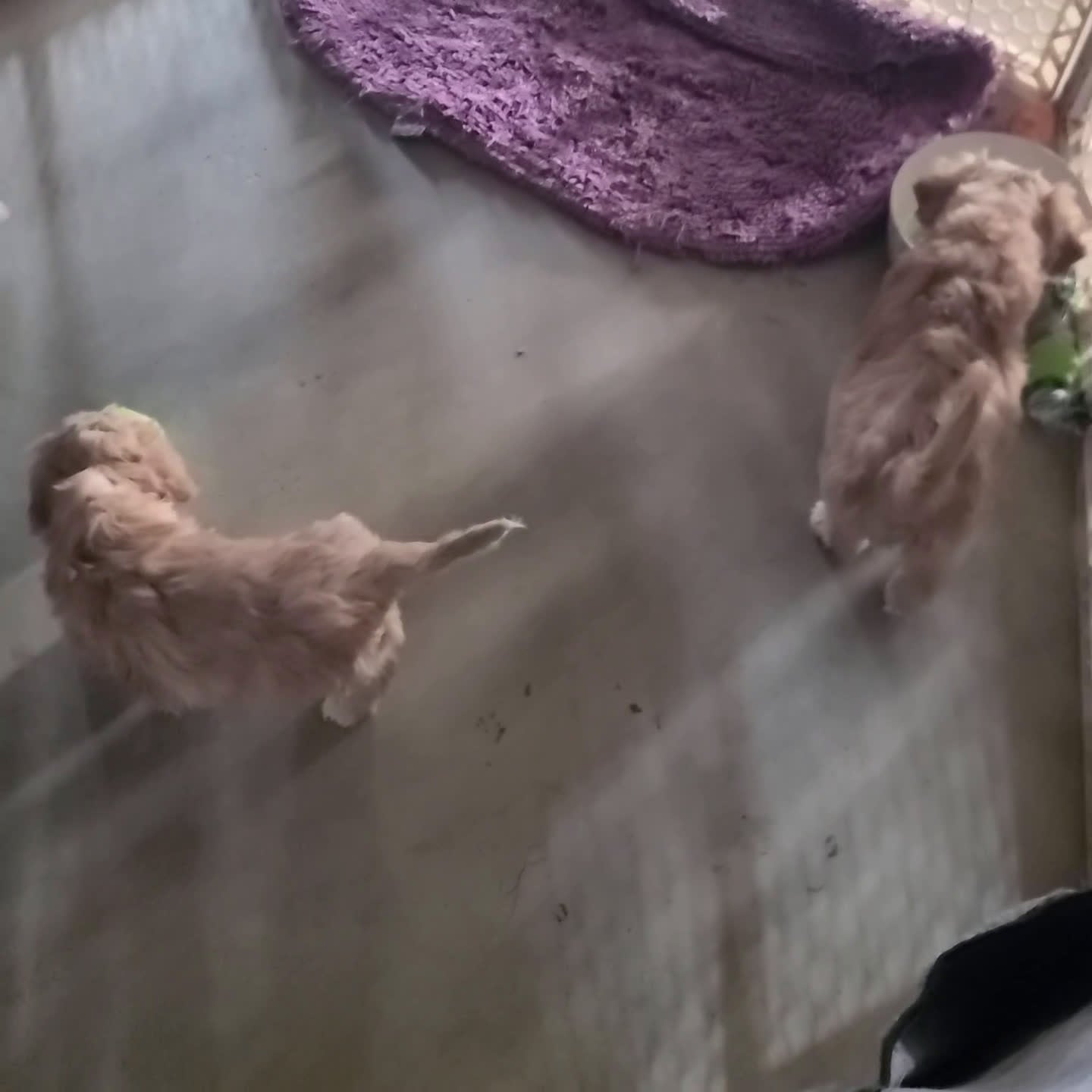 Cavachon dogs for sale: Rocky - Video 1