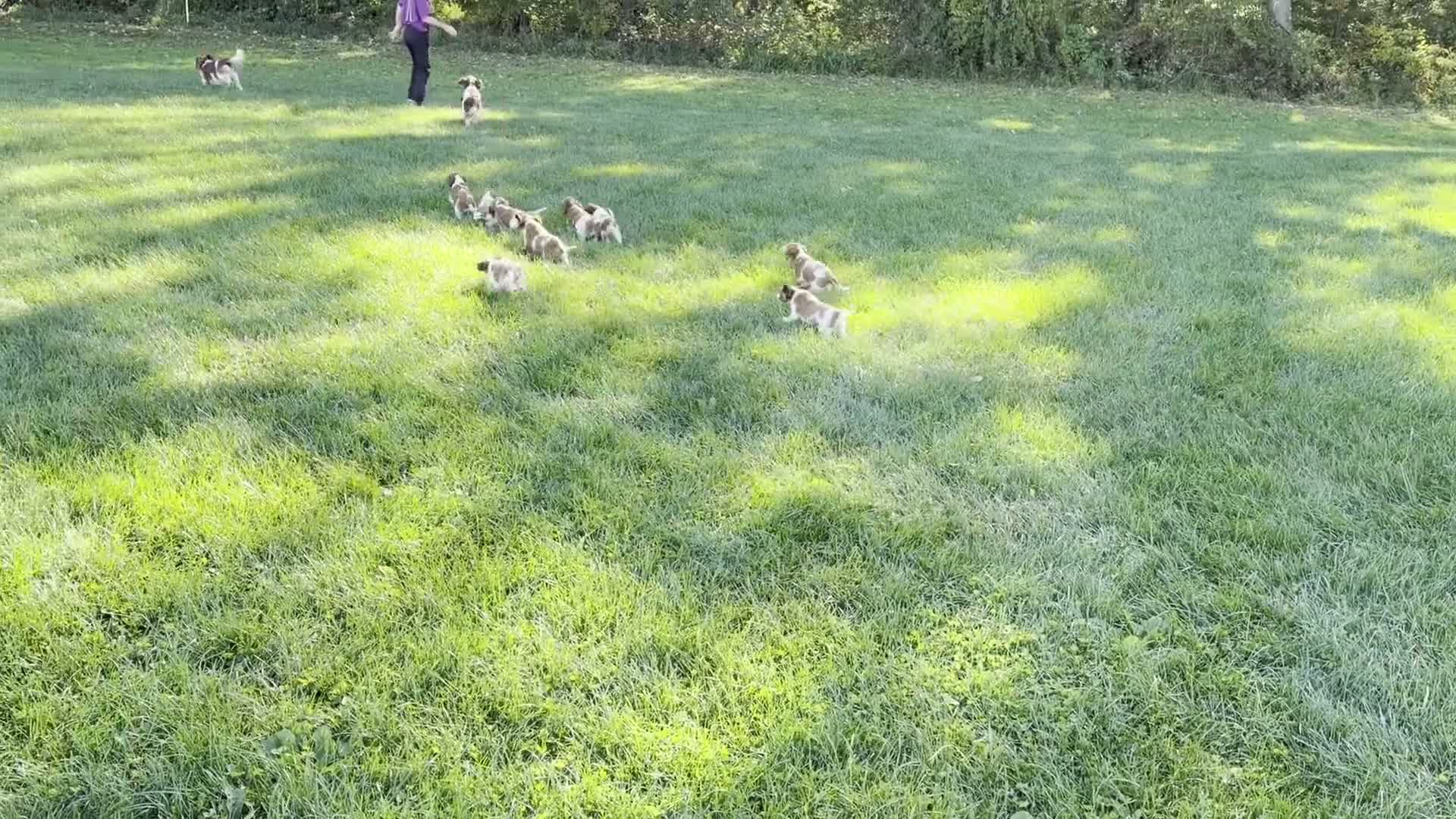 Welsh Springer Spaniel dogs for sale: Luna - Video 1