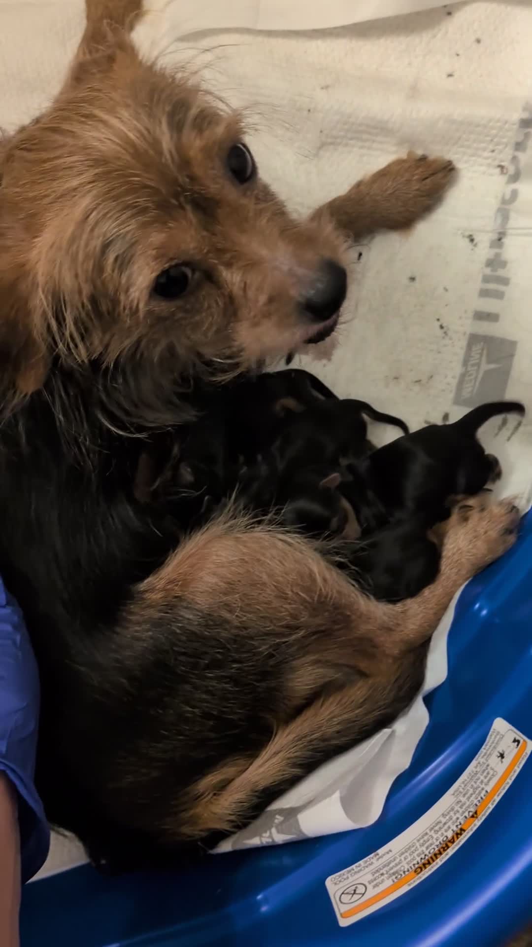 Yorkshire Terrier dogs for sale: Yorkshire Terrier Puppy 2 - Video 1