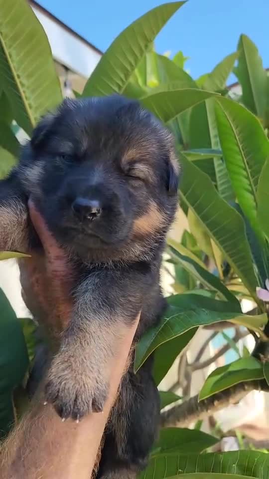 German Shepherd dogs for sale: German Shepherd 4 - Video 1