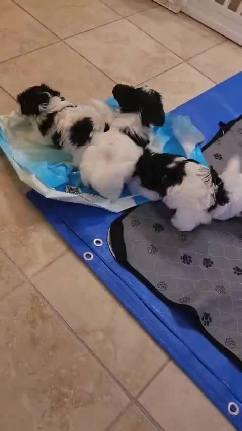 Biewer Terrier dogs for sale: Megan  - Video 2