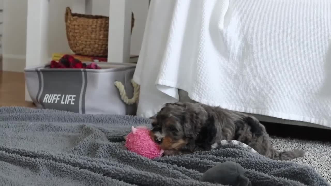 Mini Bernedoodle dogs for sale: Trump - Video 1