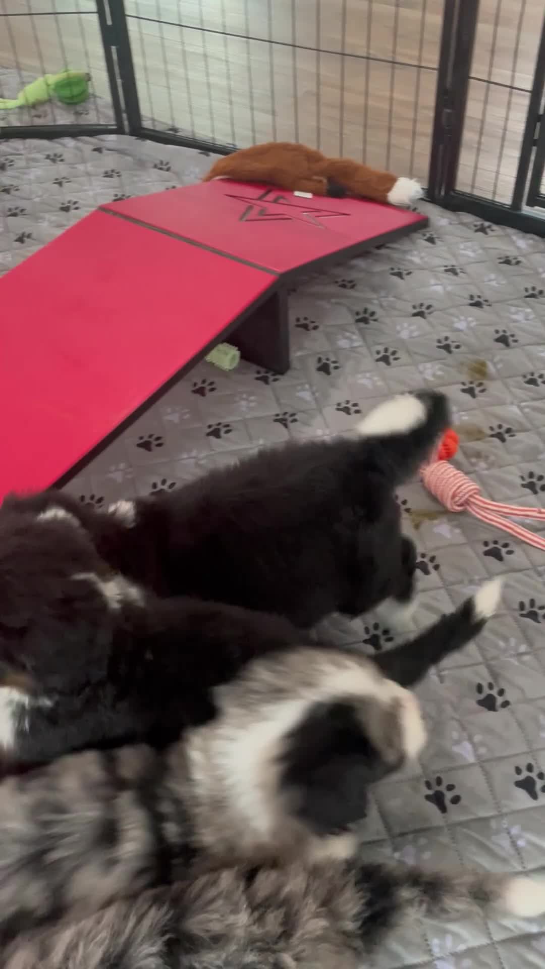 Bernedoodle dogs for sale: Ms. Oakley - Video 3