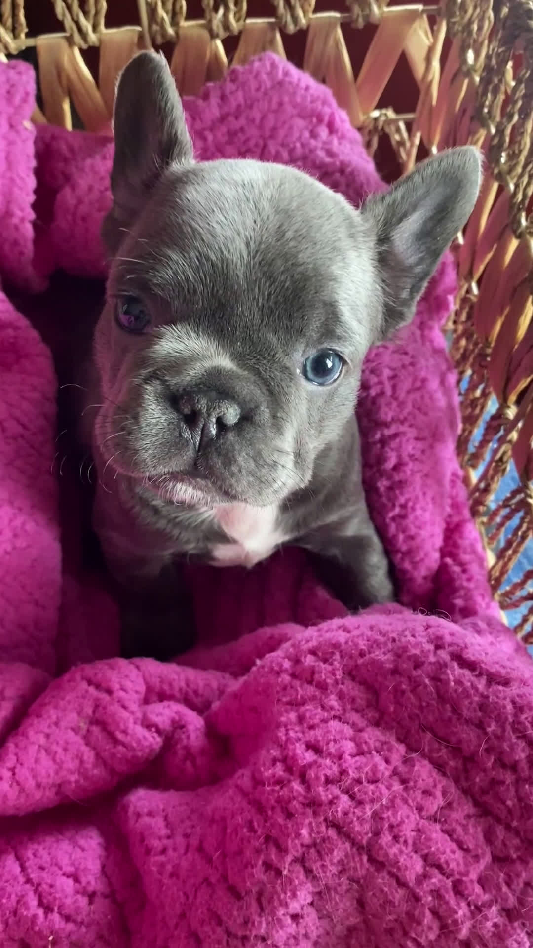 French Bulldog dogs for sale: Frenchie 2 - Video 1