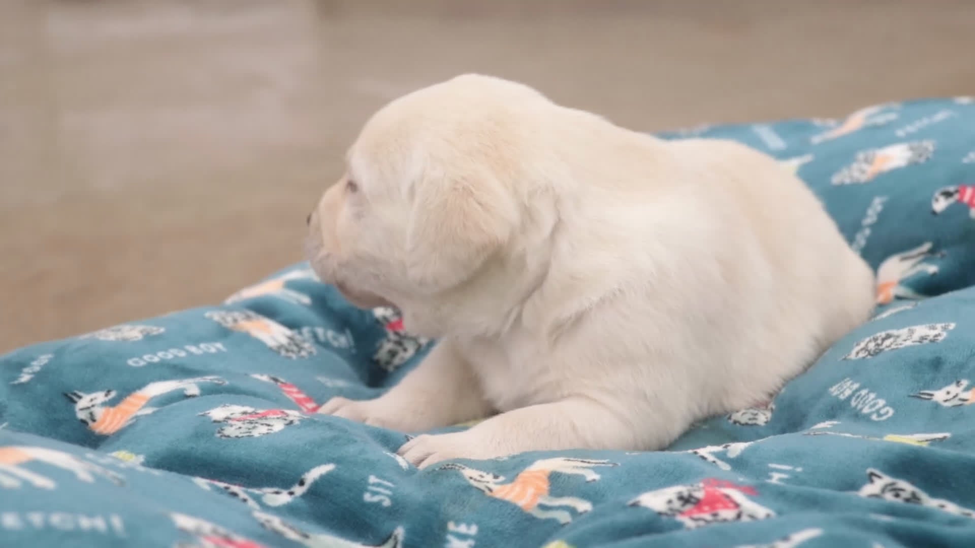 Labrador Retriever dogs for sale: Shawn - Video 1