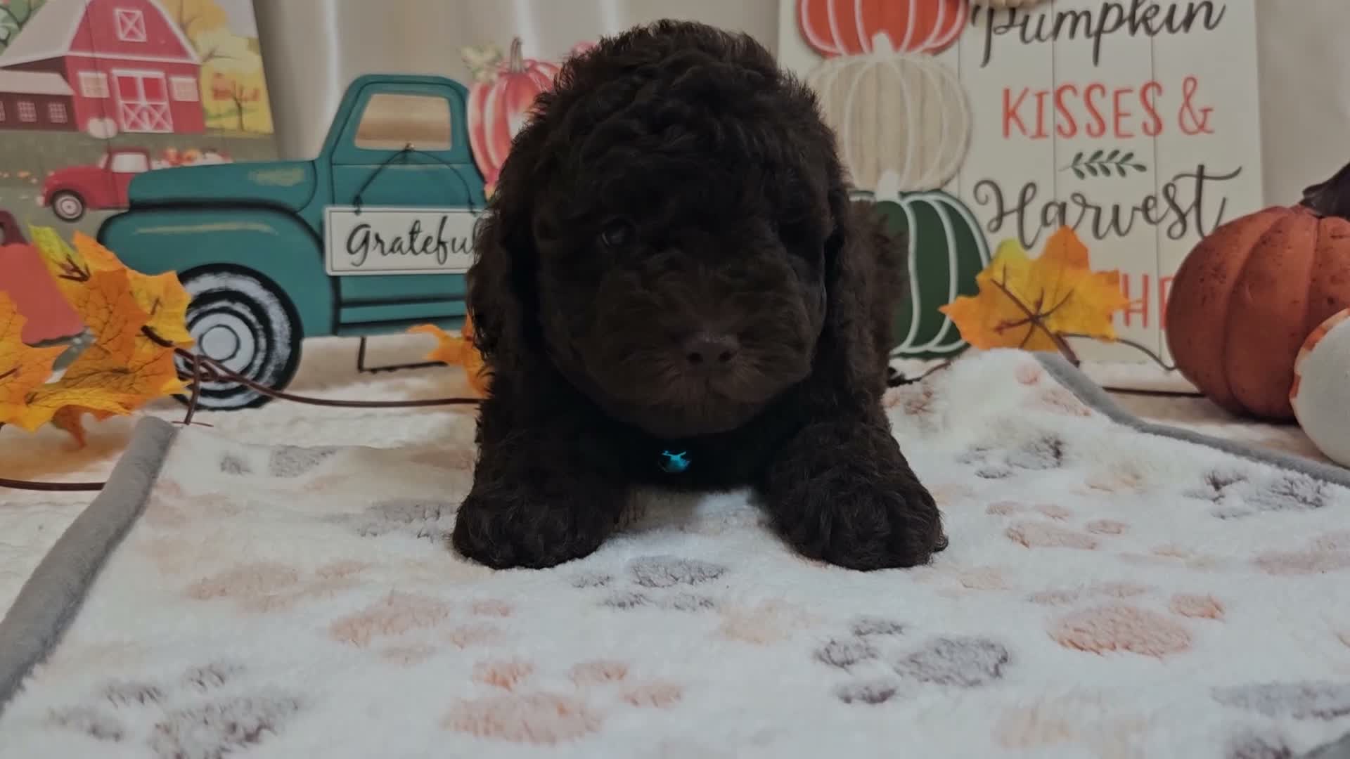 Miniature Poodle dogs for sale: Arnold Jay - Video 1