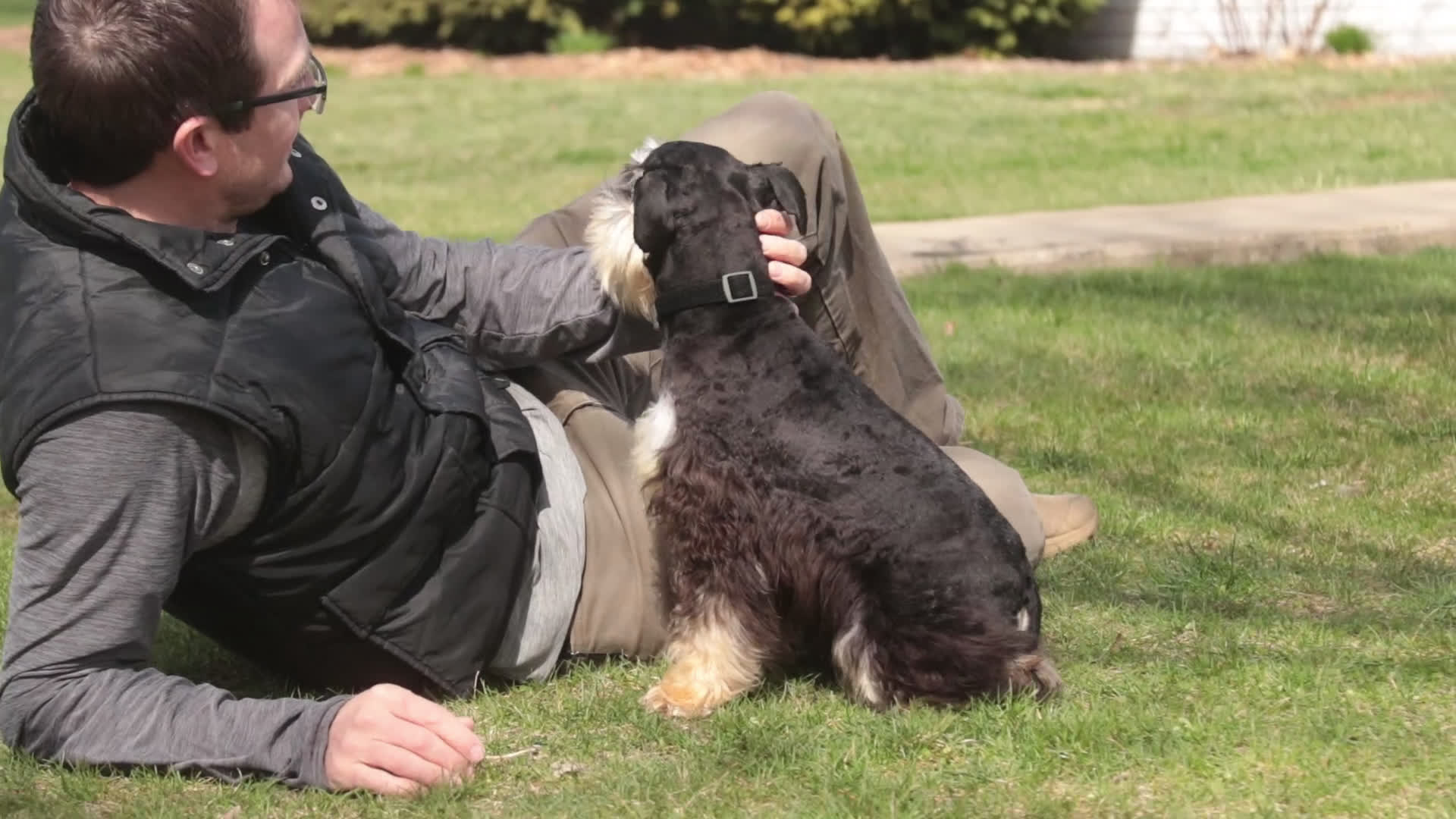 Miniature Schnauzer dogs for sale: Johann - Video 1