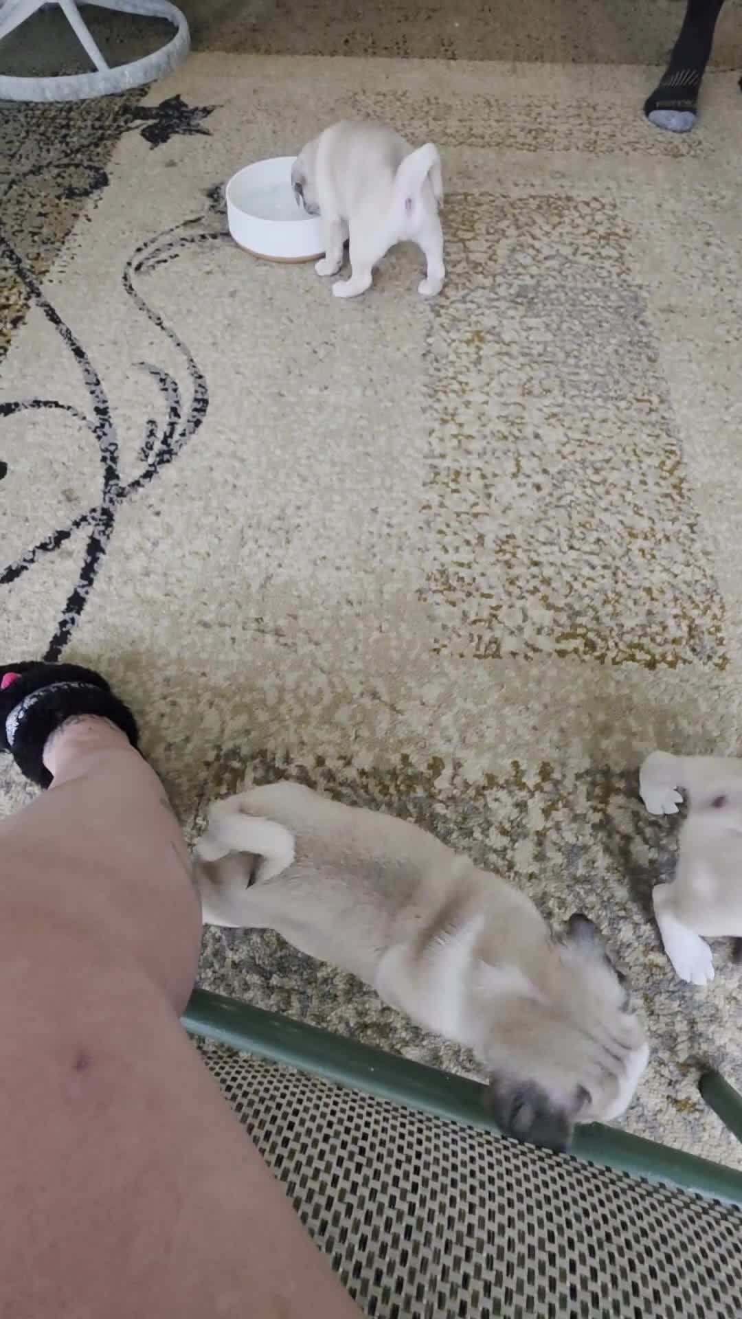 Pug dogs for sale: James - Video 4