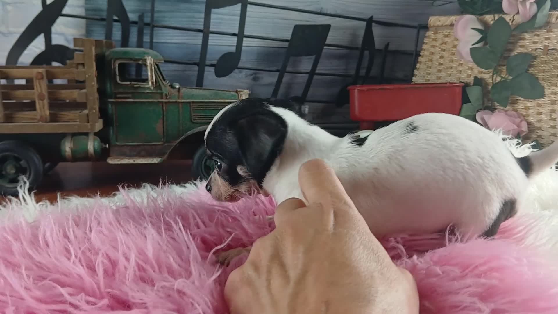 Chihuahua dogs for sale: Debras blk white girl. Hand Delivery  - Video 1