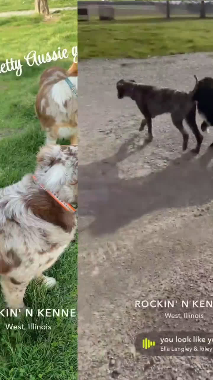 Mixed Breed dogs for sale: Sandy  - Video 1