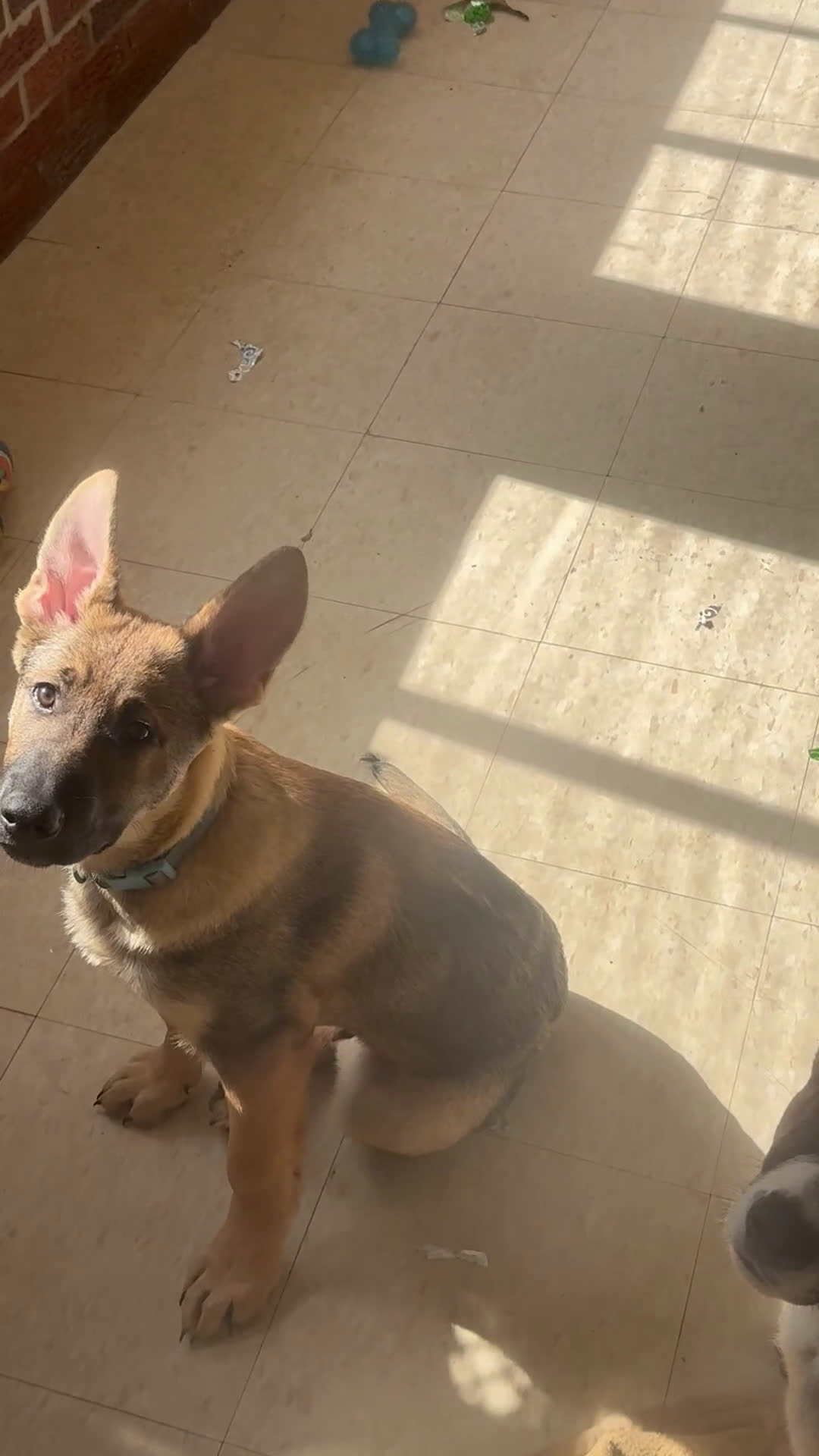 German Shepherd dogs for sale: German Shepherd Puppy 1 - Video 1