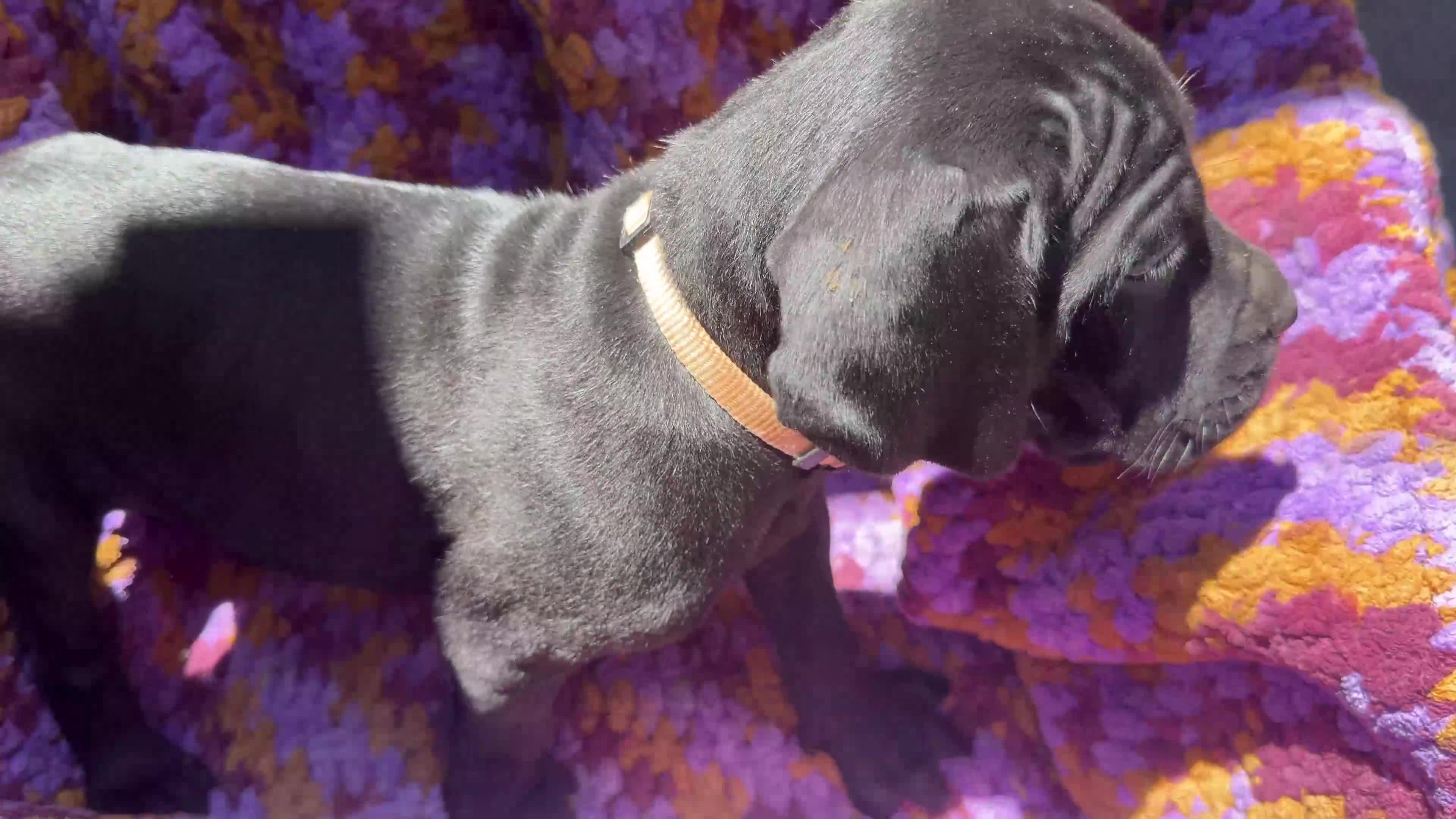 Cane Corso dogs for sale: Cane Corso Puppy Beige - Video 1