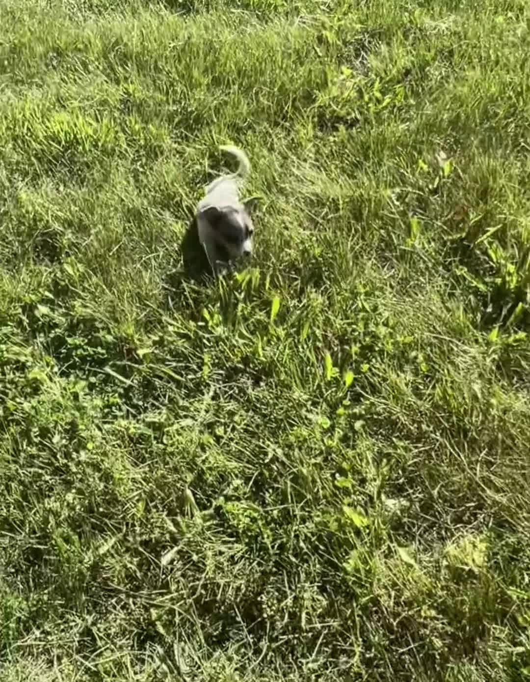 Chihuahua dogs for sale: Prada - Video 1