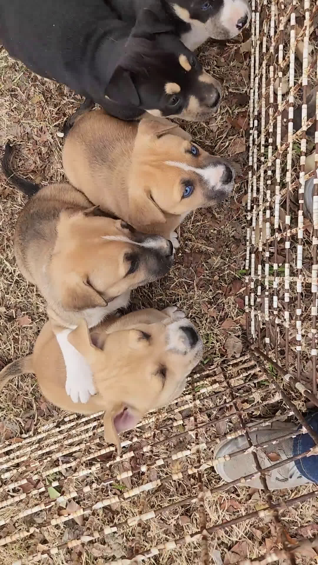 Mixed Breed dogs for sale: Mixed Breed Puppy 4 - Video 1