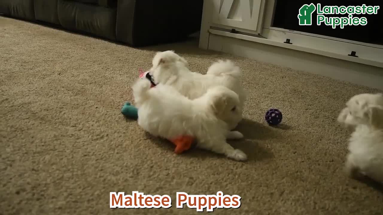 Maltese dogs for sale: Rider - Video 1