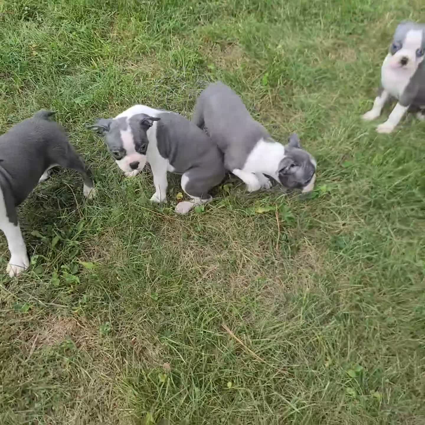 Boston Terrier dogs for sale: Izzy - Video 1