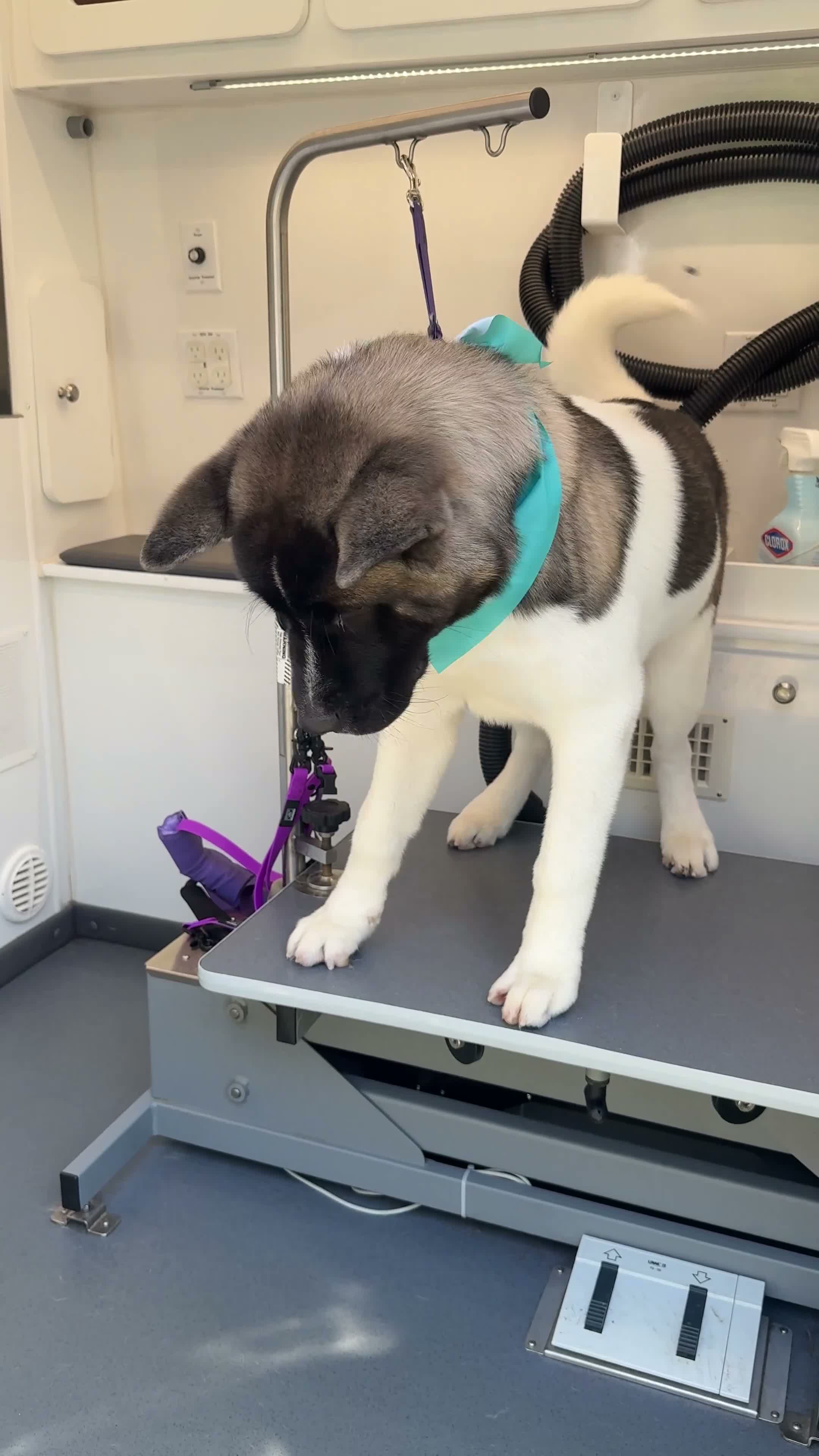 Akita dogs for sale: kleeko  - Video 1