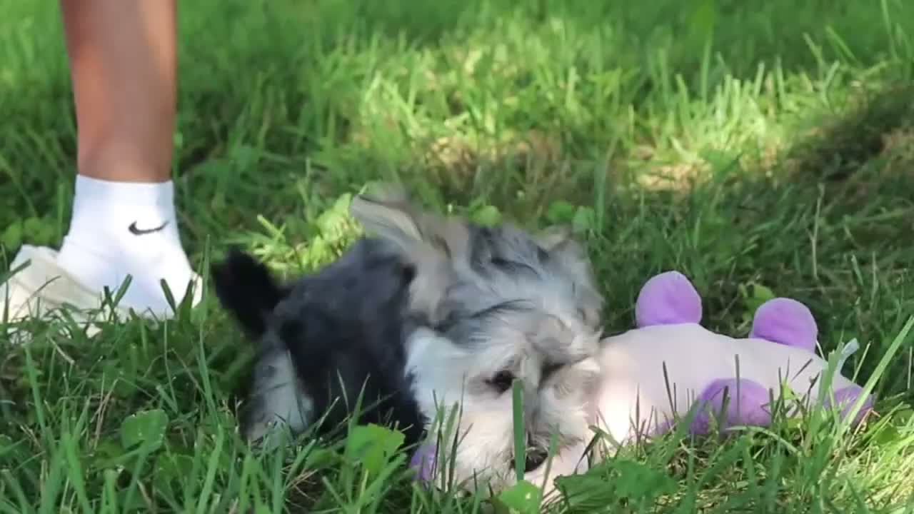 Morkie dogs for sale: Levi - Video 1