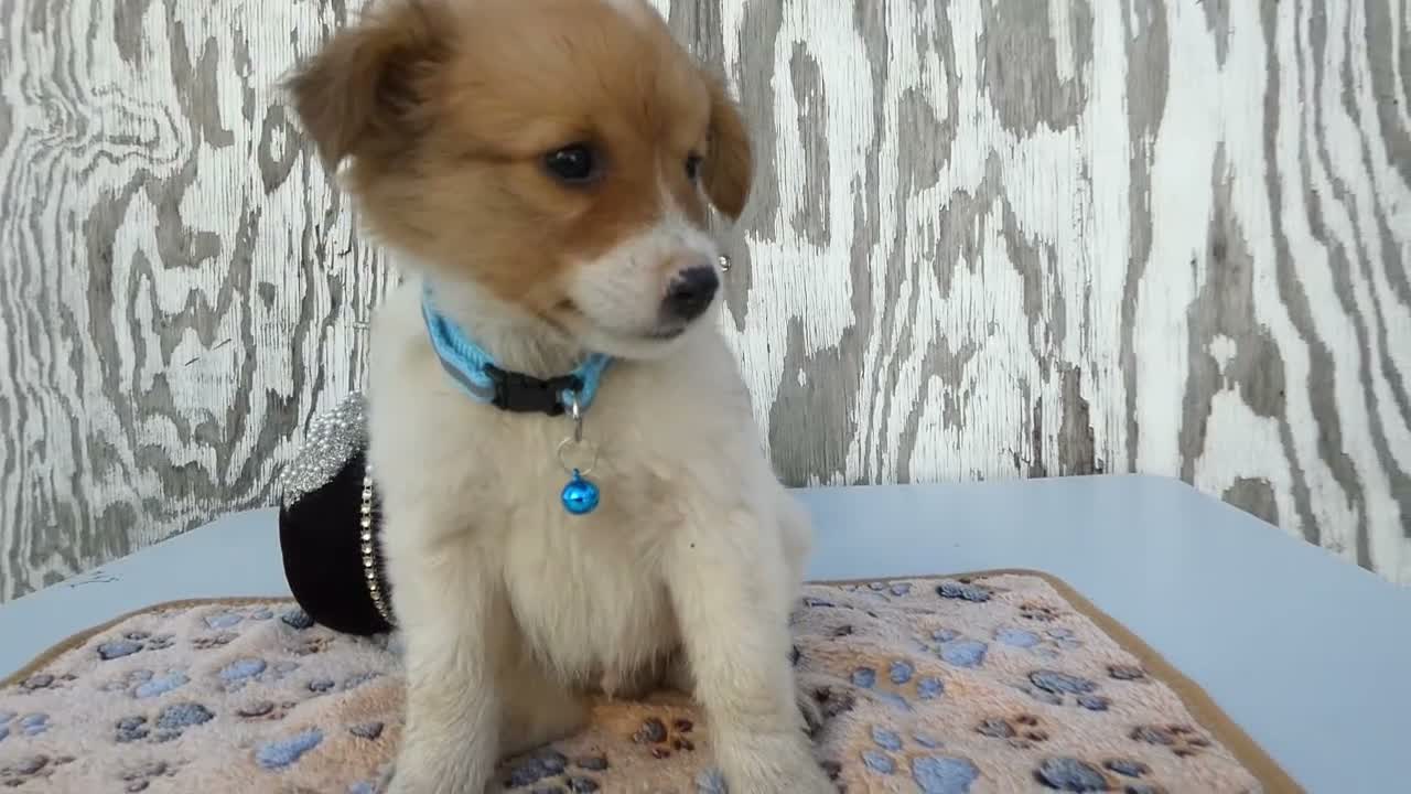 Jack Russell Terrier dogs for sale: Jack Russell Terrier 3 Wilson - Video 1