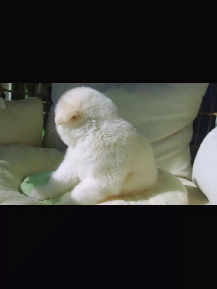 Alaskan Malamute dogs for sale: Coconut - Video 2