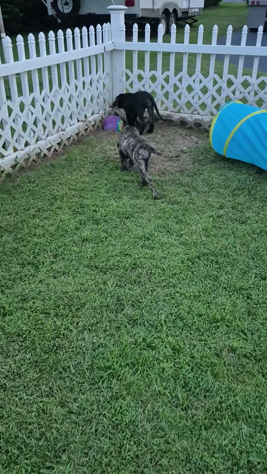 Great Dane dogs for sale: Fury - Video 2