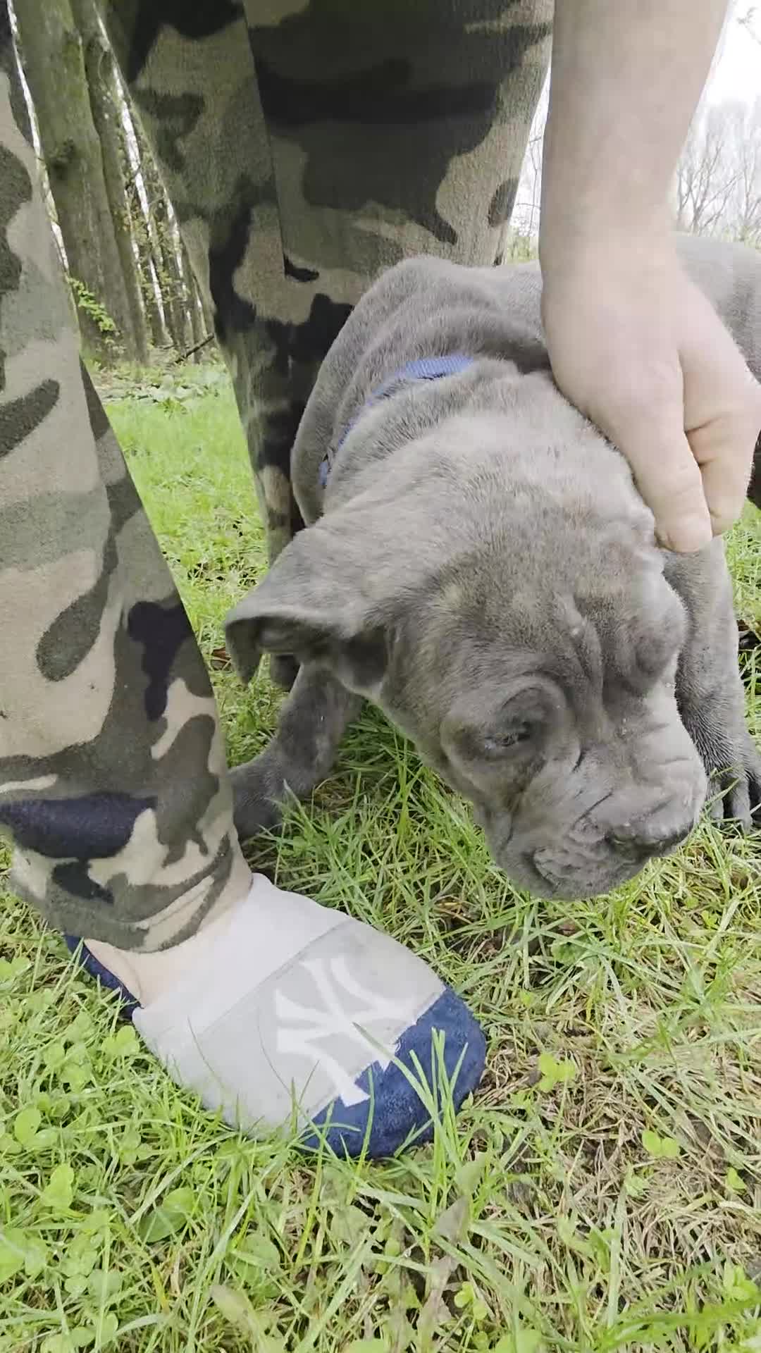 Cane Corso dogs for sale: Cane Corso Puppy 1 - Video 2