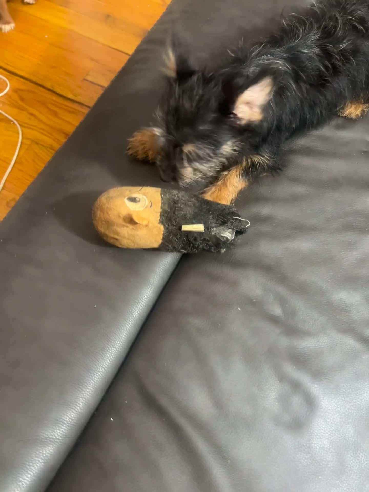 Mixed Breed dogs for sale: Luna - Video 1
