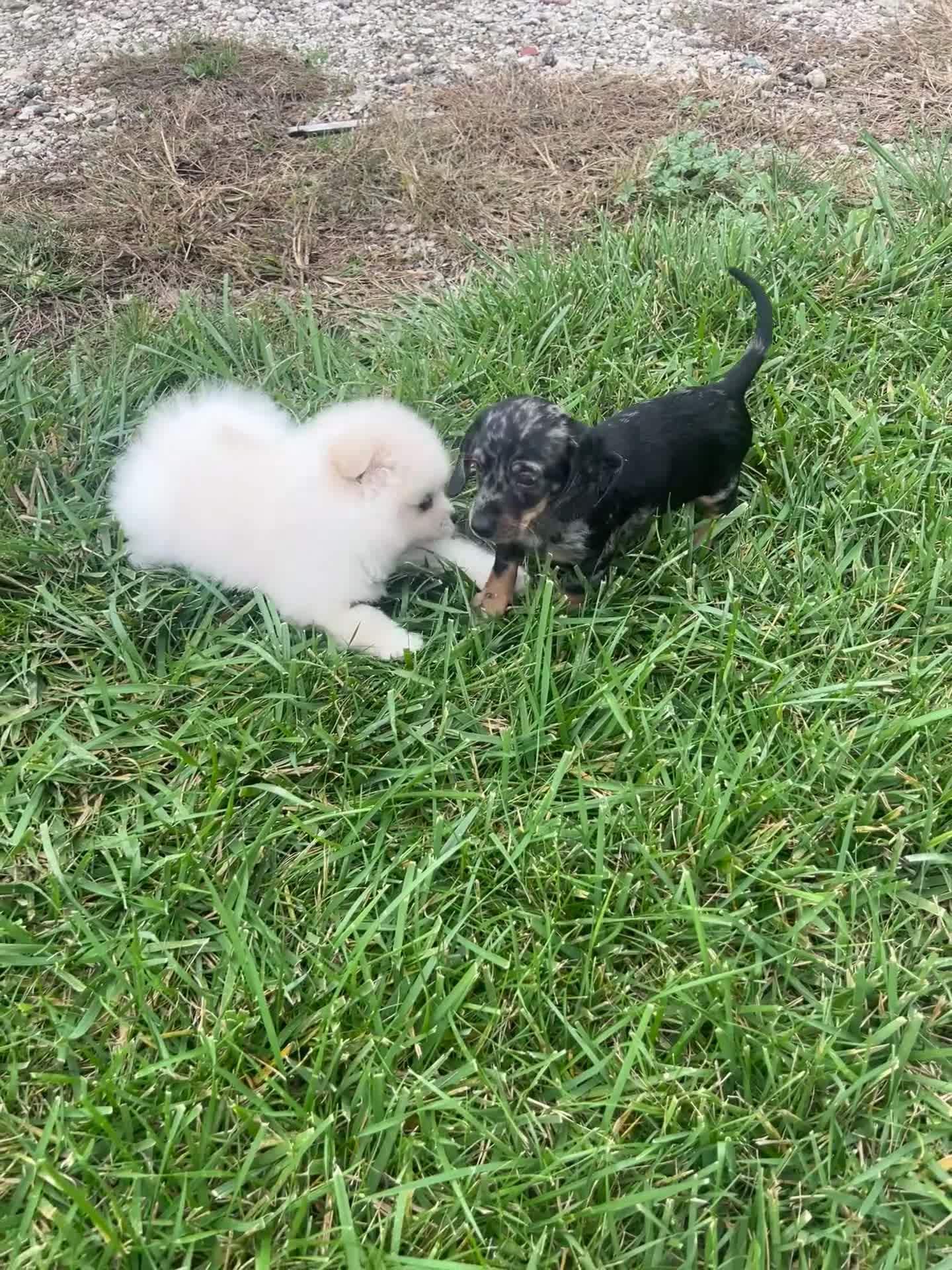 Dachshund dogs for sale: Dasher - Video 3