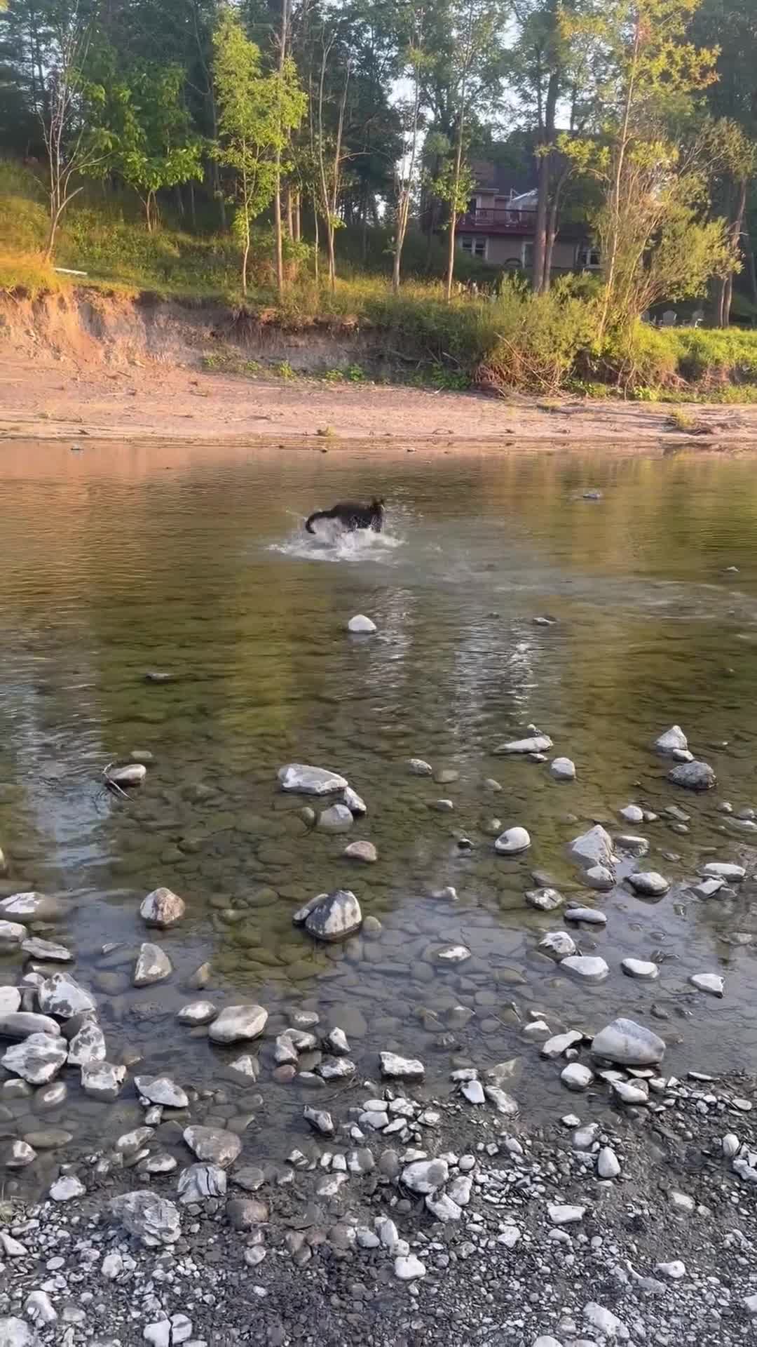 German Shepherd dogs for sale: German Shepherd 1 - Video 2