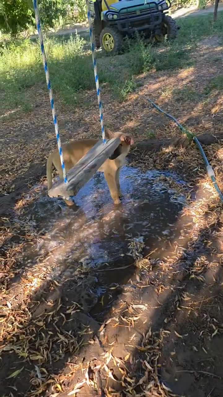 German Shepherd dogs for sale: Blondie - Video 1