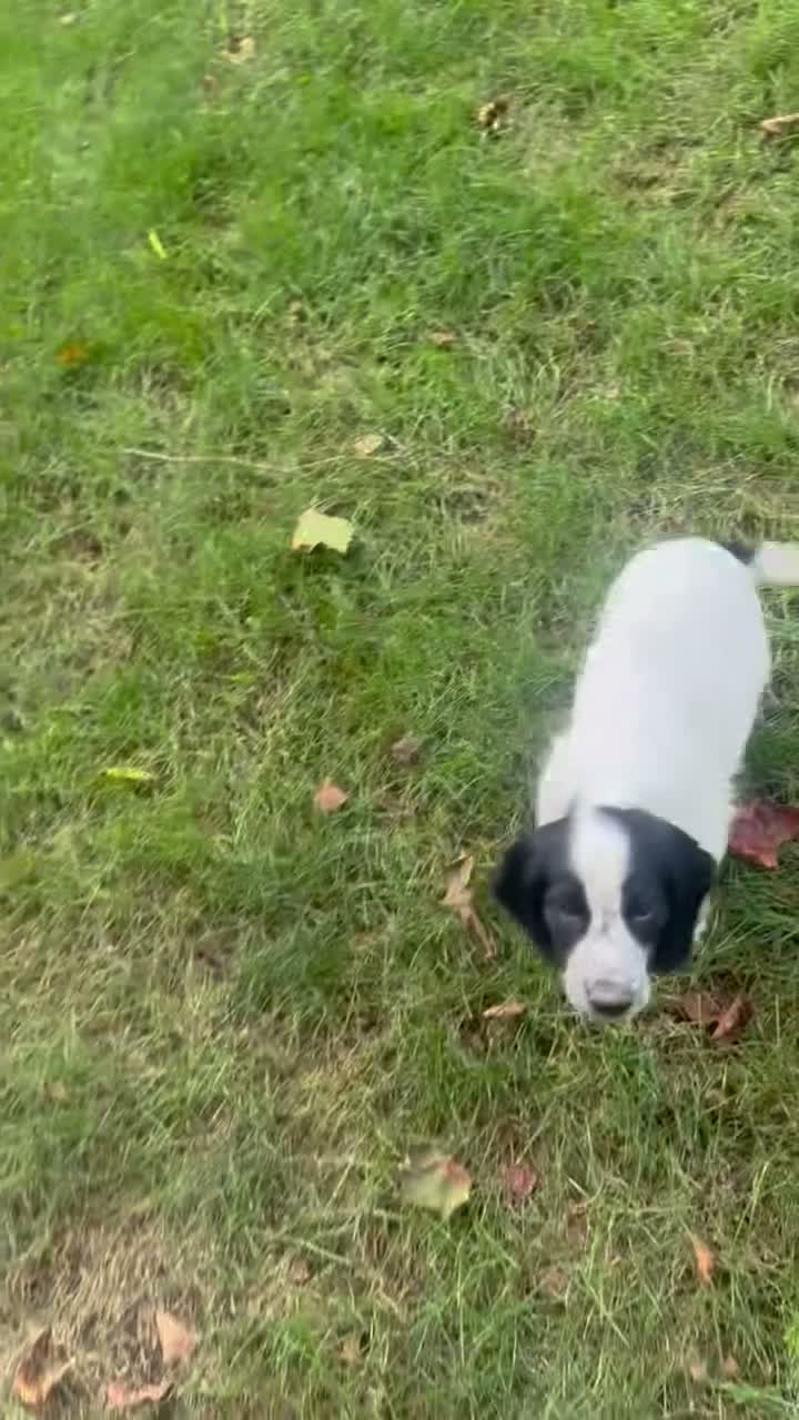 English Cocker Spaniel dogs for sale: Ruger - Video 1