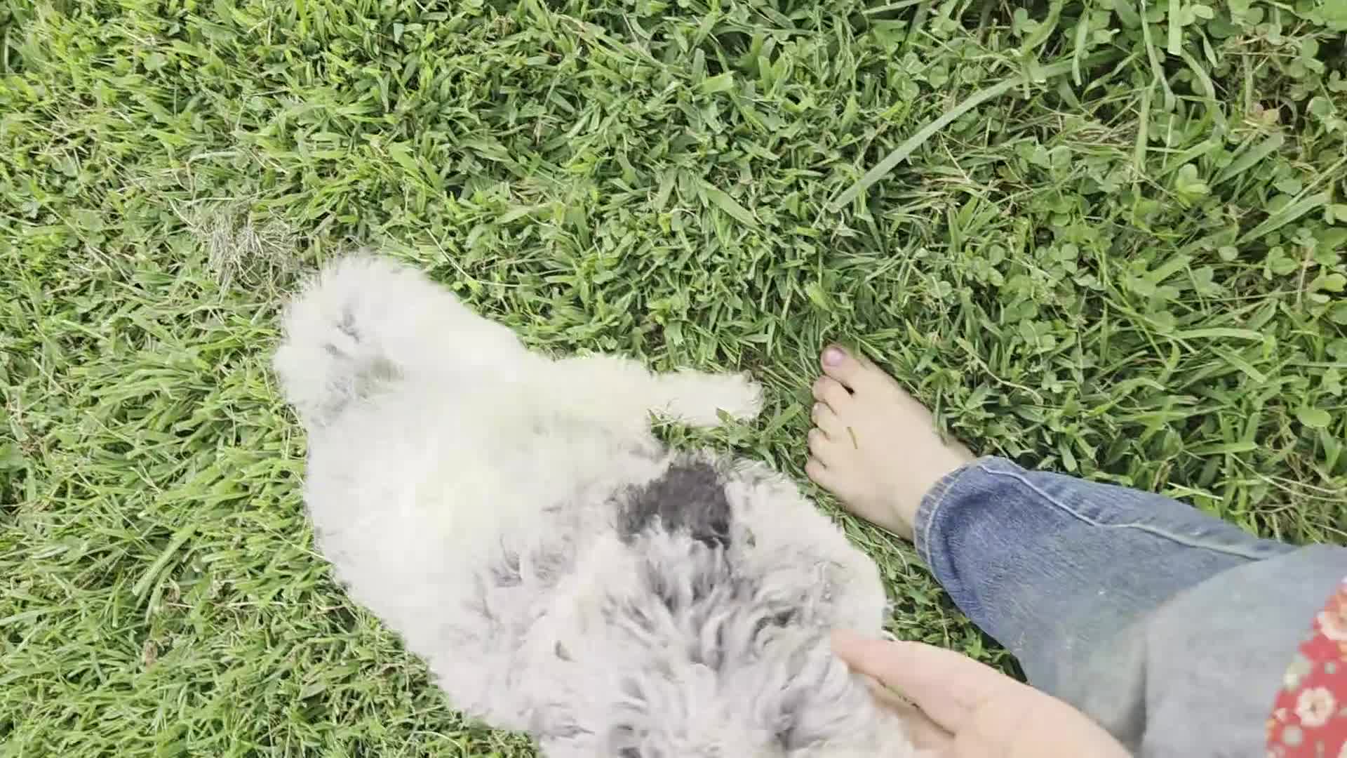 Aussiedoodle dogs for sale: Shep - Video 2