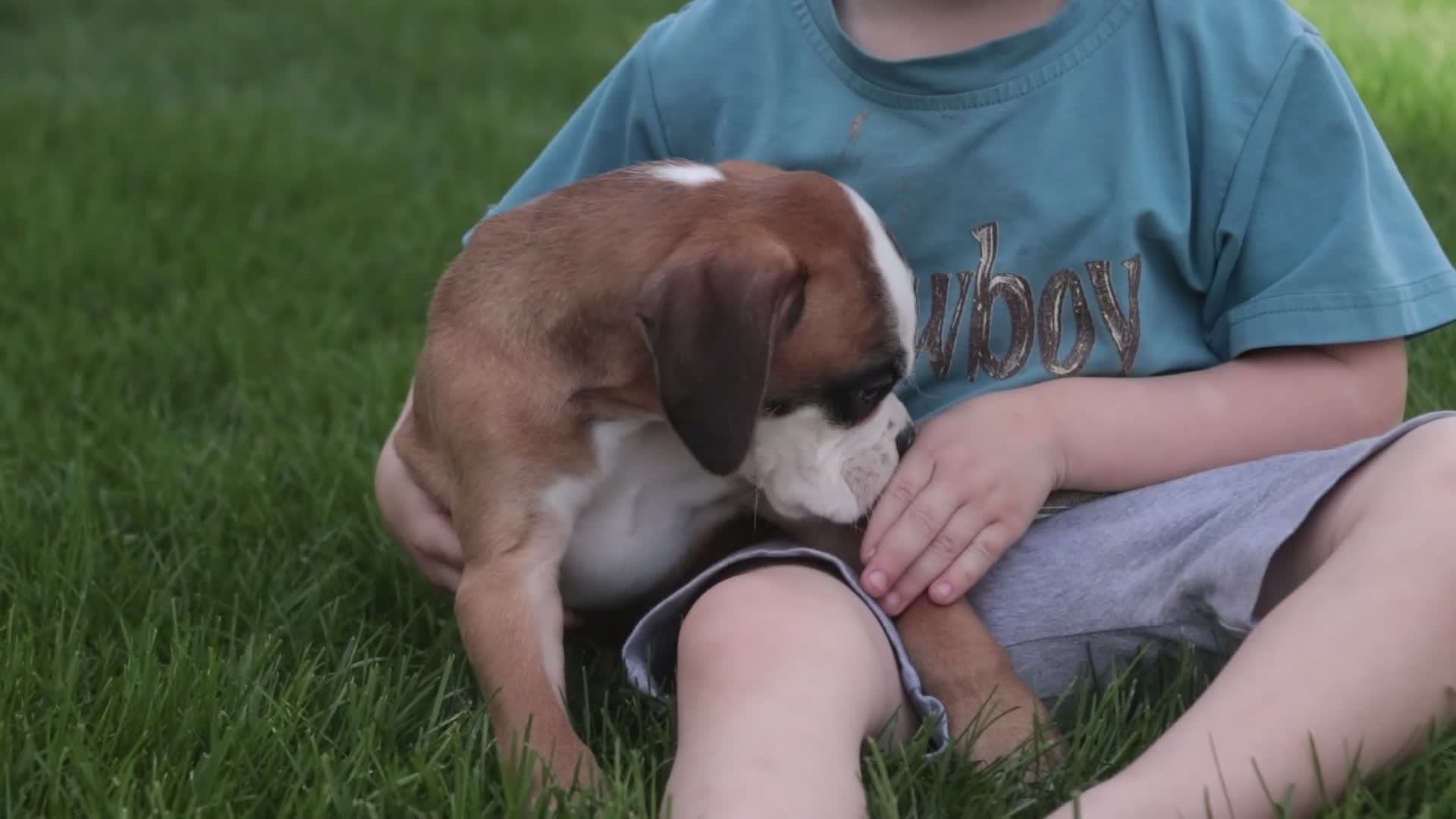 Boxer dogs for sale: Violet - Video 5