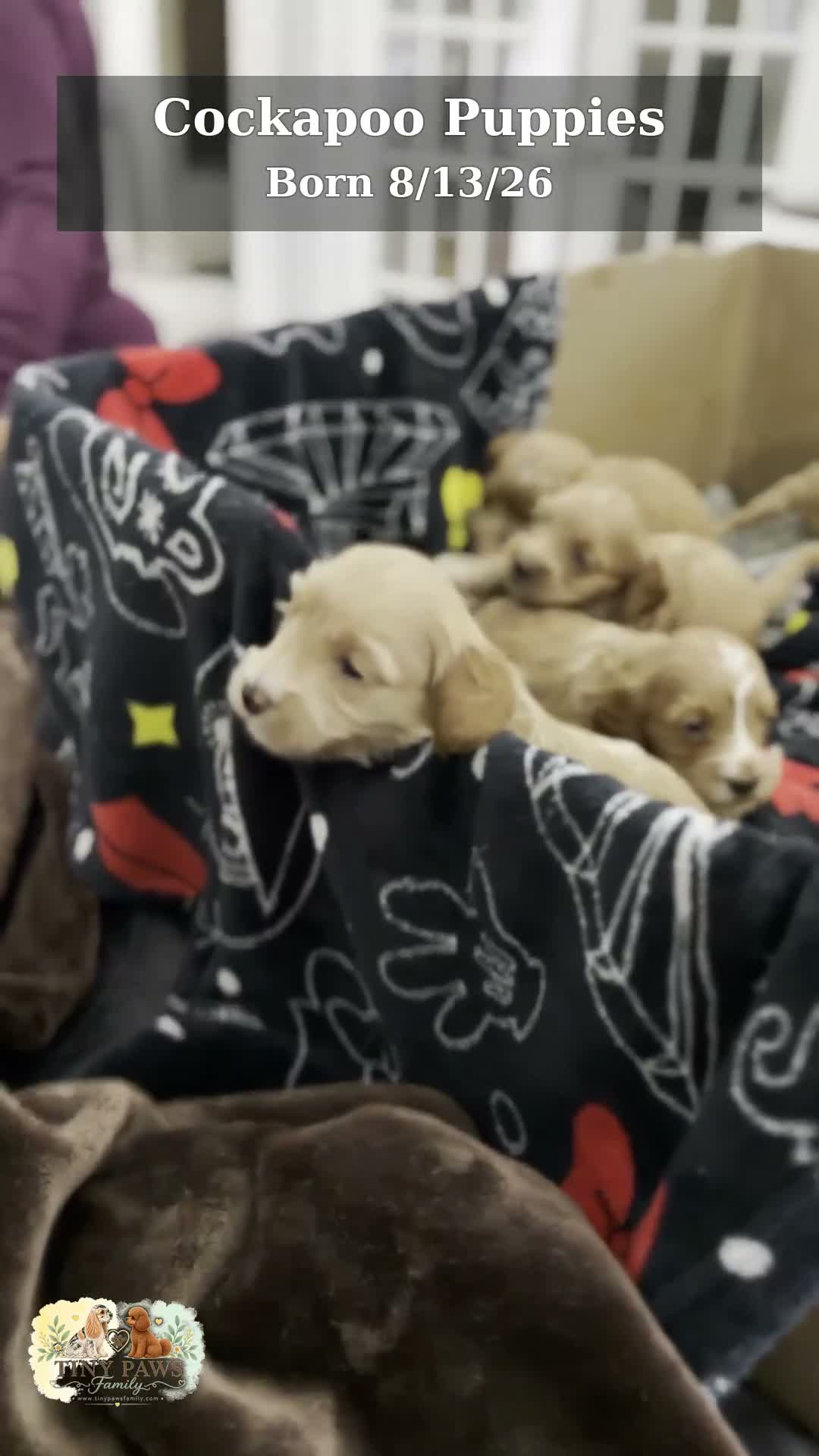 Cockapoo dogs for sale: Brown Collar - Video 2
