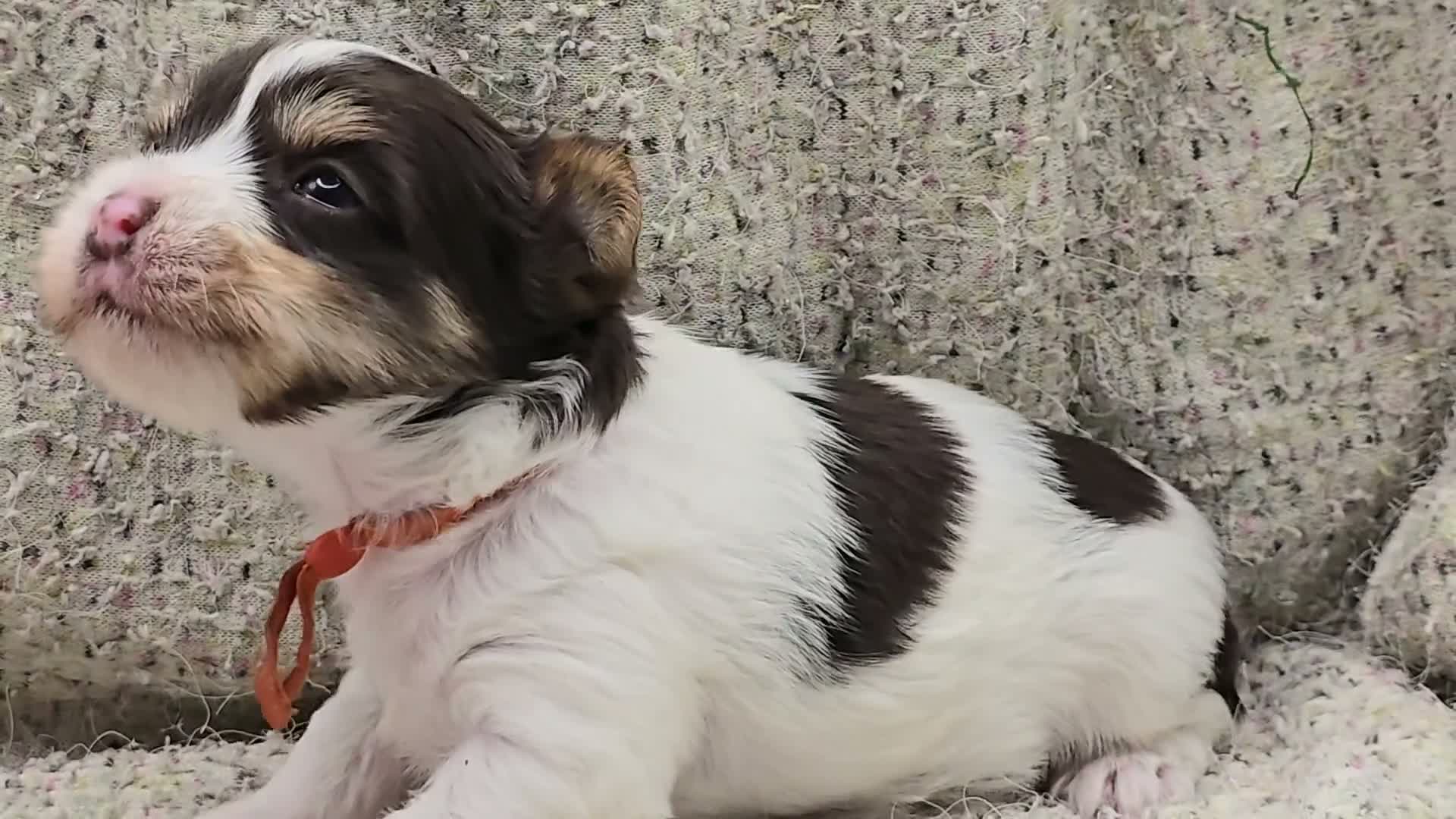 Yorkshire Terrier dogs for sale: Quickstep  - Video 1