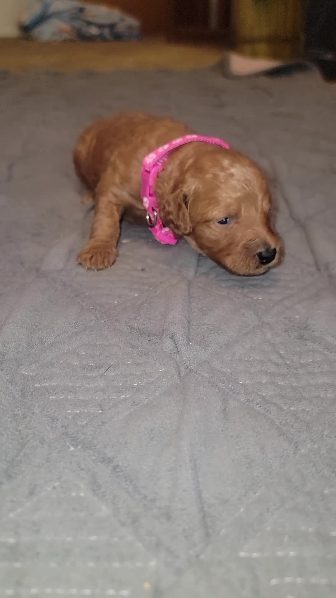 Mini Goldendoodle dogs for sale: ivy - Video 1