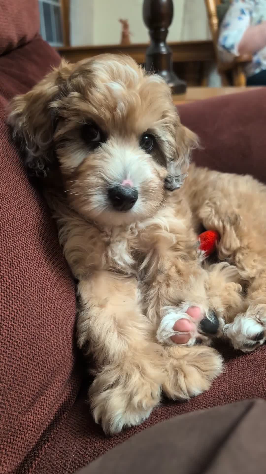Aussiedoodle dogs for sale: Aster - Video 1